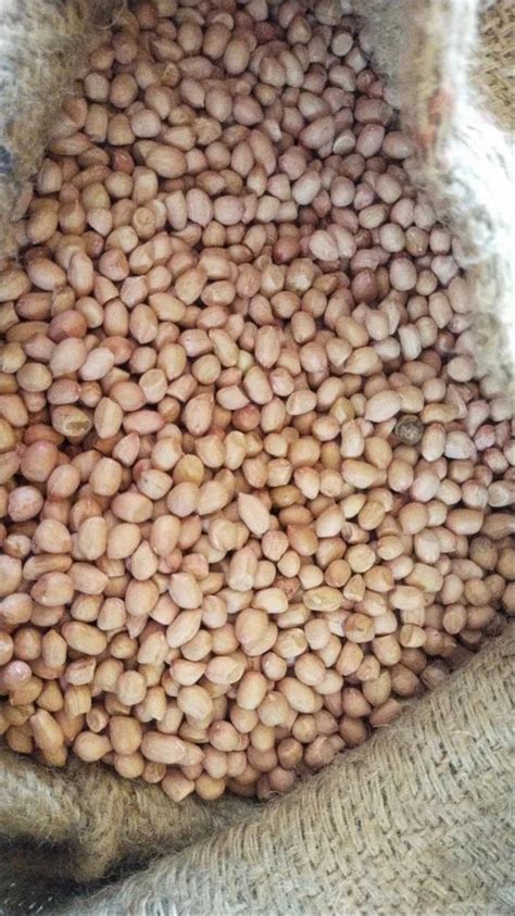 Raw Organic Blanched Peanuts At Rs Kg Blanched Groundnut In