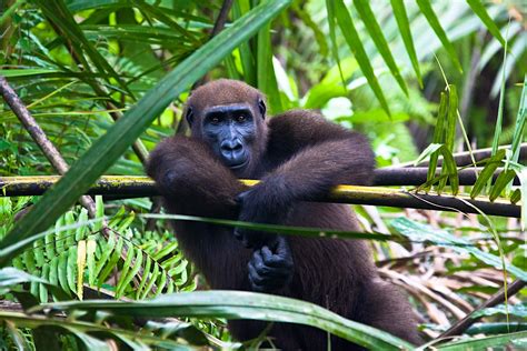 Sights in Gabon - Lonely Planet