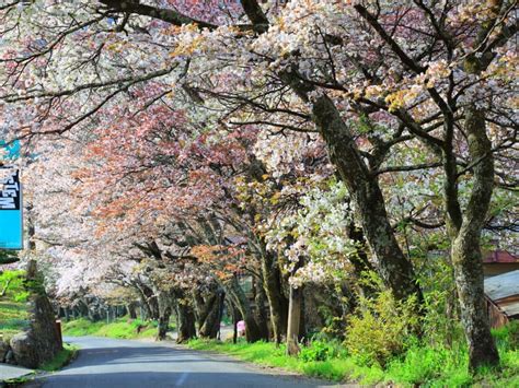 【津市】なんと4年ぶりの開催！ 市内の和洋菓子店が大集合する「第10回スイーつフェスタ」は2月18日と19日です♪ 号外net 津市