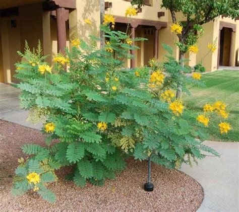 pruning mexican bird of paradise tree - Gerry Howerton