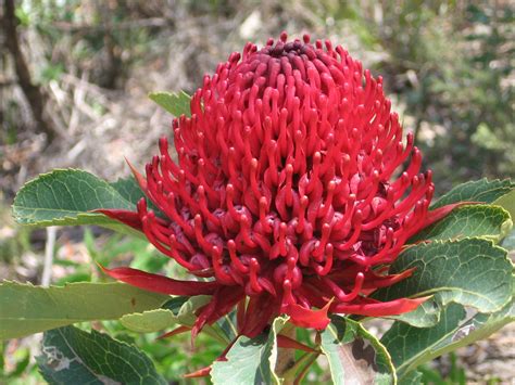 Waratah Telopea Speciosissima The Floral Emblem Of Nsw O Flickr