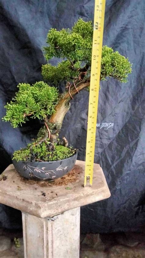 Bonsai Juniperus Chinensis Var Sargentii Furniture Home