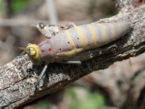 Psychedelic Forbhopper Grasshoppers Locusts And Allies Of South