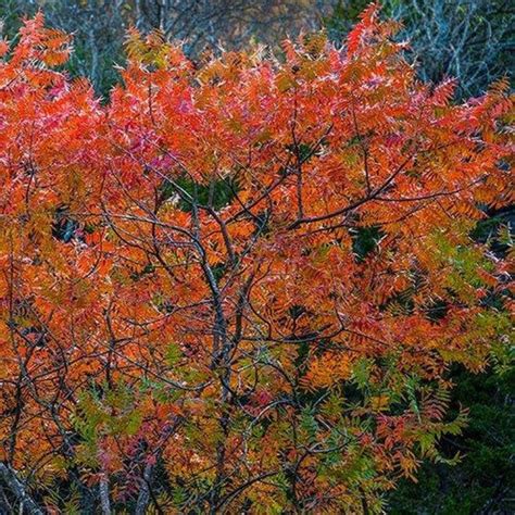 Flameleaf Sumac Tree Seeds Schmaltzia Copallinum 40seeds Etsy