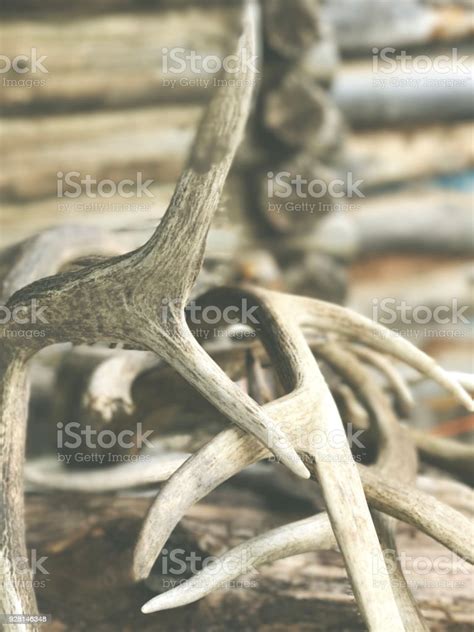 High Altitude Hunting Western Colorado Elk Antler Shed Stock Photo