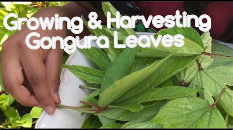 Growing Gongura Plants Gongura Seeds To Leaves Sowing Growing