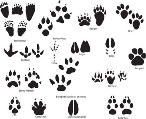 Badger clipart paw print, Badger paw print Transparent FREE for ...