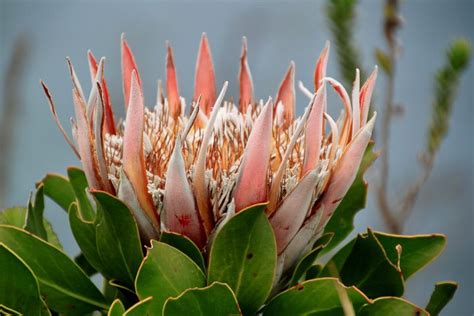 100 Free Protea And Flower Photos Pixabay