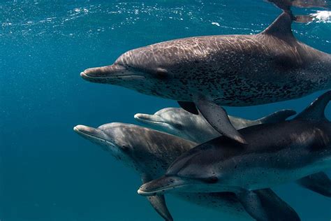 Australia in Asia: time for a ‘dolphin’ strategy | The Strategist