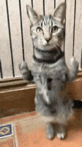 Funny Images S Tenor