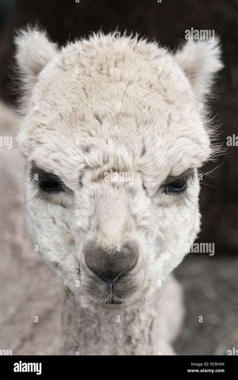 Domestizierte Tiere Stockfotos Und Bilder Kaufen Alamy