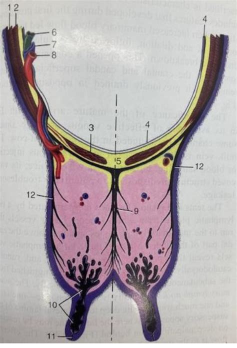 Diagram Of Section Of Cows Udder Quizlet