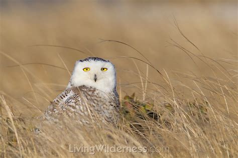 A Snowy Owl Nyctea Scandiaca Rests In Tall Grass At Damon Point In