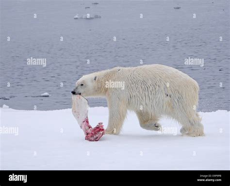 Beluga Whale Polar Bear