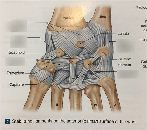 Hand Ligaments Diagram Quizlet