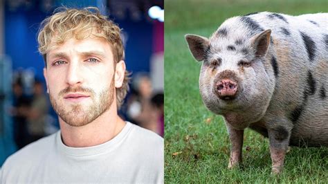 The Onion On Twitter Logan Paul Challenges Abandoned Pet Pig To