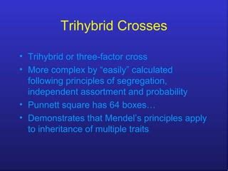 Trihybrid Crosses Ppt