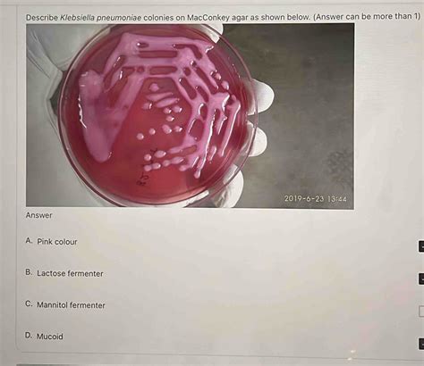 Selesai Describe Klebsiella Pneumoniae Colonies On Macconkey Agar As