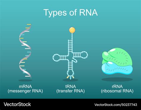 Types of rna Royalty Free Vector Image - VectorStock