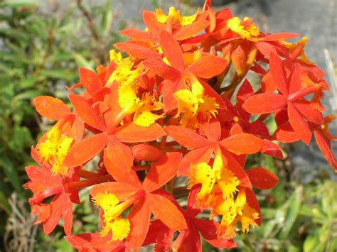 Epidendrum Cinnabarinum Reed Stem Orchid Richard Lyons Nursery Inc