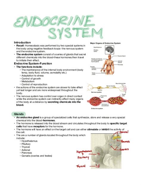 Physiology 1020 Lecture Module 13 Endocrine System OneClass