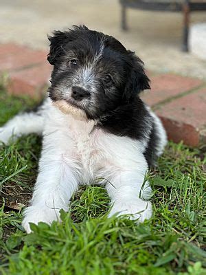 Encino CA Terrier Unknown Type Small Yorkie Yorkshire Terrier