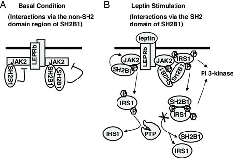 A Model Of SH2B1 Action A In The Absence Of Leptin SH2B1 Either As