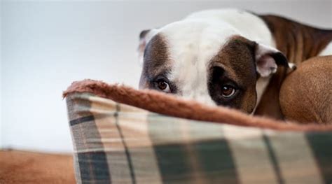 Cachorro Com Medo De Fogos Aprenda A Acalmá Lo