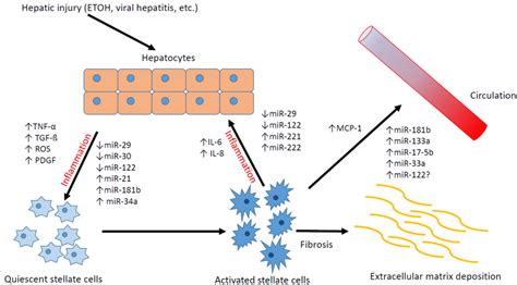 Relationship Between Hepatic Stellate Cells Hepatocytes And Micrornas Download Scientific