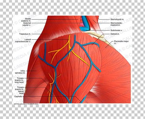 Shoulder Arm Deltoid Muscle Anatomy Png Clipart Abdomen Anatomy