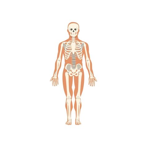 Anatomie Du Système Squelettique Humain Du Vecteur Du Corps Humain