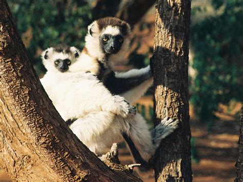 Sifaka lemur and infant | Smithsonian Photo Contest | Smithsonian Magazine