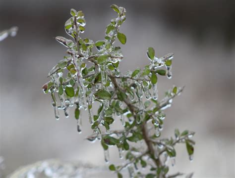 6 Winter-Hardy Plants That Will Survive in Snow - Backyard Boss