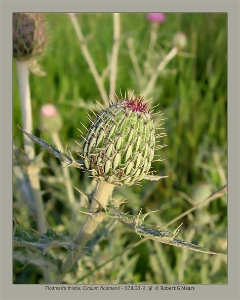 Flodmans Thistle Cirsium Flodmanii 07jl08 2 Photograph By Robert G