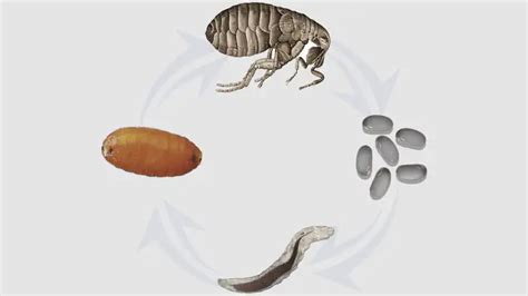 The Fleas Life Cycle 4 Stages