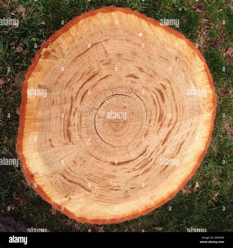 Cross Section Of A Large Tree Trunk Showing The Age Lines Of The Tree