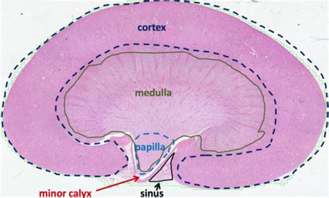 Histology of the Urinary System Flashcards | Quizlet