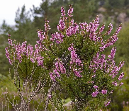 Calluna - Wikipedia