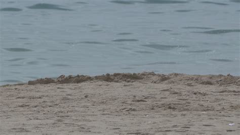 El Cos Trobat A La Platja De Roda De Ber S El D Una Nena