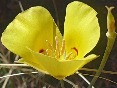 Yellow Petals Photos Of Calochortus Aureus Liliaceae