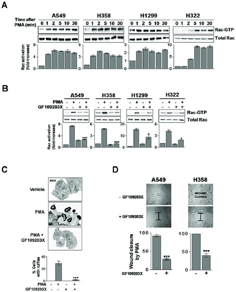 Pma Activates Rac Responses In Nsclc Cells A Nsclc Cells Were Serum Download Scientific