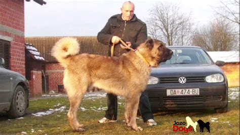 Kangal Dog Size