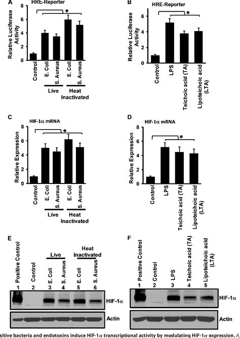 Figure 1 From A Myeloid Hypoxia Inducible Factor 1α Krüppel Like Factor