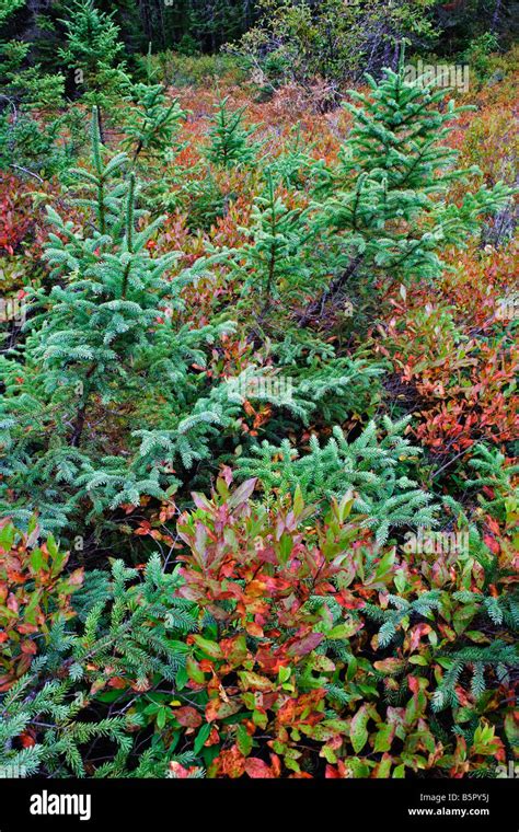 Spruce Fir And Pitch Pine Forest Wonderland Trail Mount Desert Island