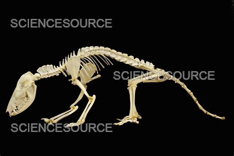 Photograph Opossum Skeleton Science Source Images