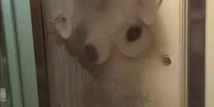 Plump Asian Milky Boobs Porn Video Tnaflix