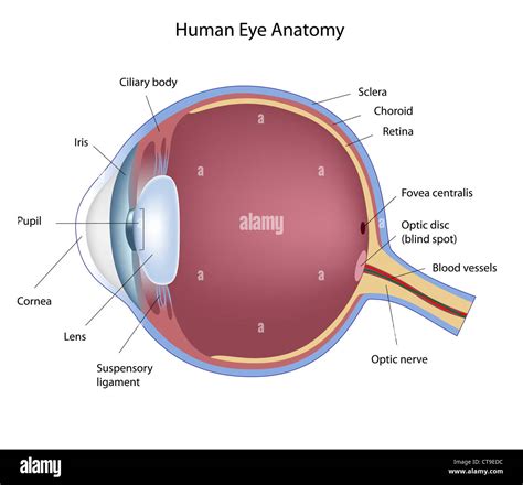 cross section   human eye  res stock photography  images alamy