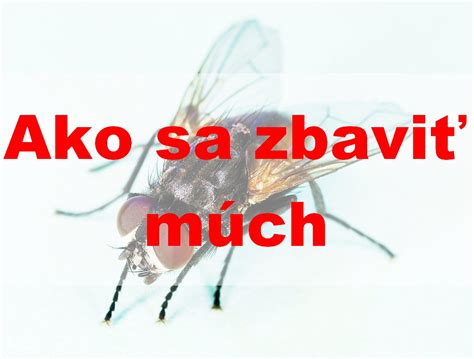 Jak se zbavit much osvědčené zbraně na mouchy TopDen cz