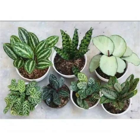 Jual Paket 7 Tanaman Calathea Pot RIMBUN MAKMUR Shopee Indonesia