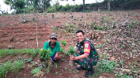 Dukung Ketahanan Pangan Babinsa Koramil Kikim Panen Kangkung